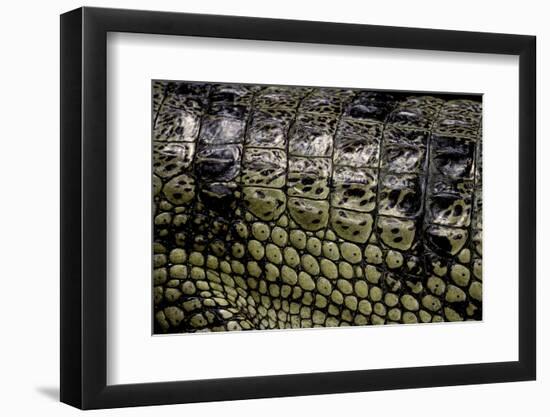 Gavialis Gangeticus (Gharial) - Scales-Paul Starosta-Framed Photographic Print