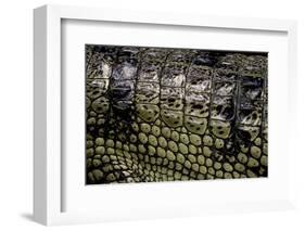 Gavialis Gangeticus (Gharial) - Scales-Paul Starosta-Framed Photographic Print