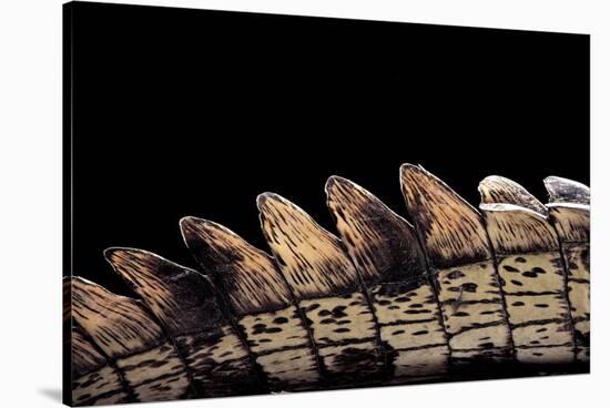 Gavialis Gangeticus (Gharial) - Tail-Paul Starosta-Stretched Canvas