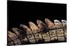 Gavialis Gangeticus (Gharial) - Tail-Paul Starosta-Stretched Canvas