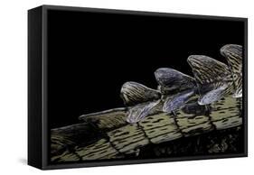 Gavialis Gangeticus (Gharial) - Tail-Paul Starosta-Framed Stretched Canvas