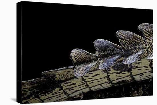 Gavialis Gangeticus (Gharial) - Tail-Paul Starosta-Stretched Canvas