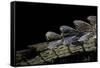 Gavialis Gangeticus (Gharial) - Tail-Paul Starosta-Framed Stretched Canvas