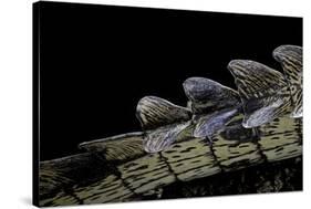 Gavialis Gangeticus (Gharial) - Tail-Paul Starosta-Stretched Canvas