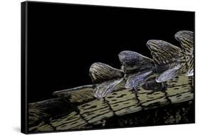 Gavialis Gangeticus (Gharial) - Tail-Paul Starosta-Framed Stretched Canvas
