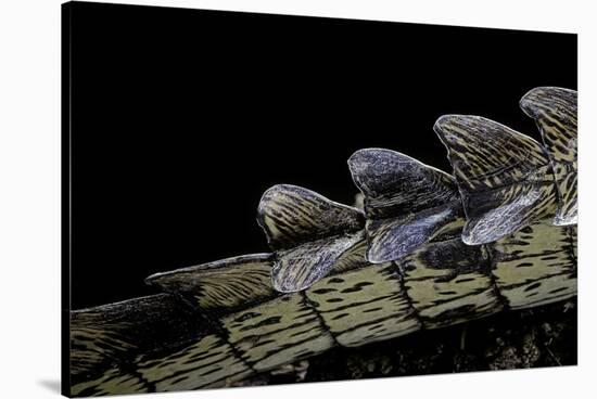 Gavialis Gangeticus (Gharial) - Tail-Paul Starosta-Stretched Canvas