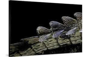 Gavialis Gangeticus (Gharial) - Tail-Paul Starosta-Stretched Canvas