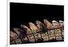 Gavialis Gangeticus (Gharial) - Tail-Paul Starosta-Framed Photographic Print