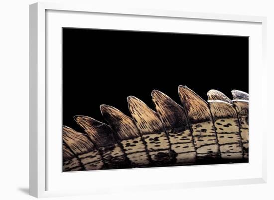 Gavialis Gangeticus (Gharial) - Tail-Paul Starosta-Framed Photographic Print