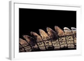 Gavialis Gangeticus (Gharial) - Tail-Paul Starosta-Framed Photographic Print