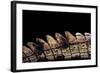 Gavialis Gangeticus (Gharial) - Tail-Paul Starosta-Framed Photographic Print
