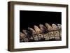 Gavialis Gangeticus (Gharial) - Tail-Paul Starosta-Framed Photographic Print