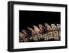 Gavialis Gangeticus (Gharial) - Tail-Paul Starosta-Framed Photographic Print