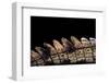 Gavialis Gangeticus (Gharial) - Tail-Paul Starosta-Framed Photographic Print