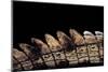 Gavialis Gangeticus (Gharial) - Tail-Paul Starosta-Mounted Photographic Print