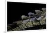 Gavialis Gangeticus (Gharial) - Tail-Paul Starosta-Framed Photographic Print