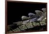 Gavialis Gangeticus (Gharial) - Tail-Paul Starosta-Framed Photographic Print