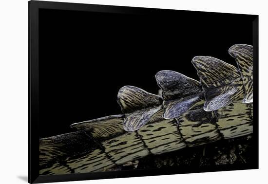 Gavialis Gangeticus (Gharial) - Tail-Paul Starosta-Framed Photographic Print