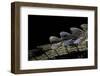 Gavialis Gangeticus (Gharial) - Tail-Paul Starosta-Framed Photographic Print