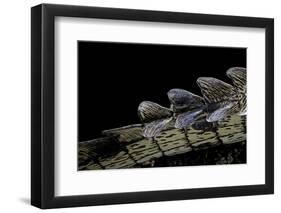 Gavialis Gangeticus (Gharial) - Tail-Paul Starosta-Framed Photographic Print