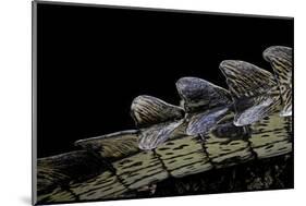 Gavialis Gangeticus (Gharial) - Tail-Paul Starosta-Mounted Photographic Print