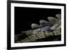 Gavialis Gangeticus (Gharial) - Tail-Paul Starosta-Framed Photographic Print