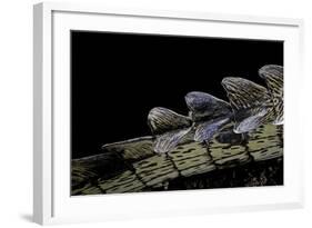 Gavialis Gangeticus (Gharial) - Tail-Paul Starosta-Framed Photographic Print