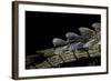 Gavialis Gangeticus (Gharial) - Tail-Paul Starosta-Framed Photographic Print