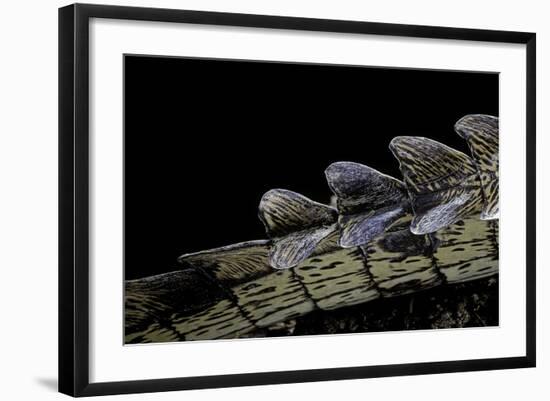 Gavialis Gangeticus (Gharial) - Tail-Paul Starosta-Framed Photographic Print