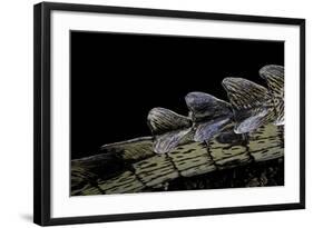 Gavialis Gangeticus (Gharial) - Tail-Paul Starosta-Framed Photographic Print