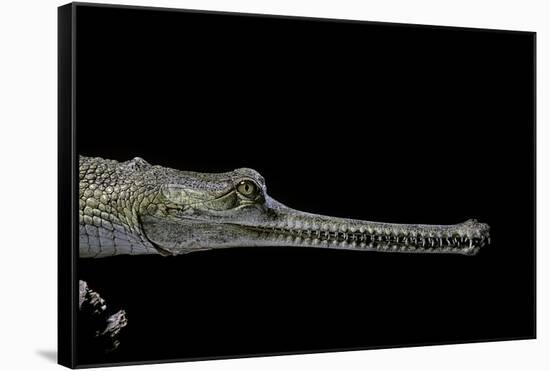 Gavialis Gangeticus (Gharial)-Paul Starosta-Framed Stretched Canvas