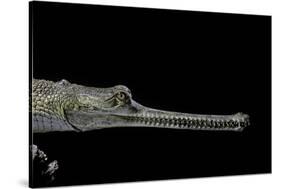 Gavialis Gangeticus (Gharial)-Paul Starosta-Stretched Canvas