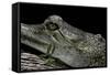 Gavialis Gangeticus (Gharial)-Paul Starosta-Framed Stretched Canvas