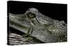 Gavialis Gangeticus (Gharial)-Paul Starosta-Stretched Canvas