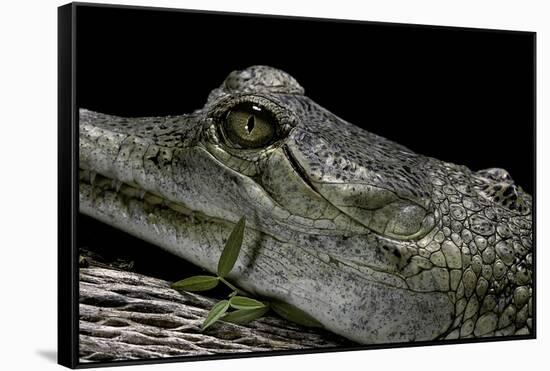 Gavialis Gangeticus (Gharial)-Paul Starosta-Framed Stretched Canvas
