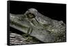 Gavialis Gangeticus (Gharial)-Paul Starosta-Framed Stretched Canvas