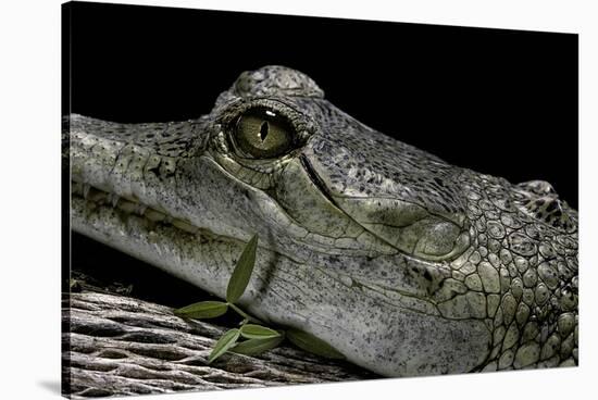 Gavialis Gangeticus (Gharial)-Paul Starosta-Stretched Canvas