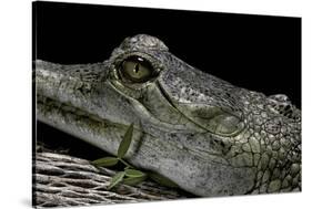 Gavialis Gangeticus (Gharial)-Paul Starosta-Stretched Canvas