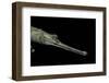 Gavialis Gangeticus (Gharial)-Paul Starosta-Framed Photographic Print