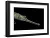 Gavialis Gangeticus (Gharial)-Paul Starosta-Framed Photographic Print