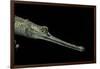 Gavialis Gangeticus (Gharial)-Paul Starosta-Framed Photographic Print