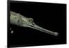 Gavialis Gangeticus (Gharial)-Paul Starosta-Framed Photographic Print