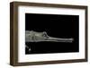 Gavialis Gangeticus (Gharial)-Paul Starosta-Framed Photographic Print