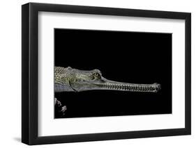 Gavialis Gangeticus (Gharial)-Paul Starosta-Framed Photographic Print