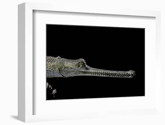 Gavialis Gangeticus (Gharial)-Paul Starosta-Framed Photographic Print