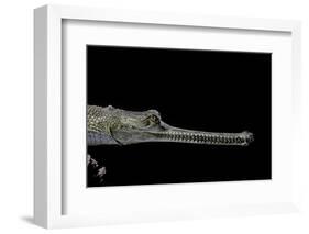 Gavialis Gangeticus (Gharial)-Paul Starosta-Framed Photographic Print