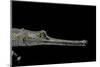 Gavialis Gangeticus (Gharial)-Paul Starosta-Mounted Photographic Print