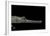 Gavialis Gangeticus (Gharial)-Paul Starosta-Framed Photographic Print