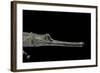 Gavialis Gangeticus (Gharial)-Paul Starosta-Framed Photographic Print