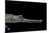 Gavialis Gangeticus (Gharial)-Paul Starosta-Mounted Photographic Print